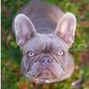 french_mocha