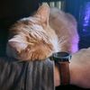 the_lilpanda