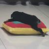 pan_c0n_poll0