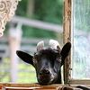 mistergoat72