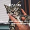 straysolution