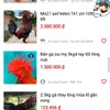 trdyhf8899999
