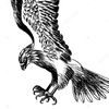 falconmoon24