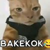 rrqbakekok0