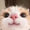 daominhkhoi_