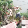 nuinguyenvan5