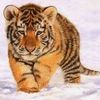 naeem..rehman2