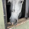 polcix_posia