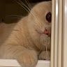 nody_711