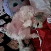 puffy.puffy__