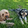 stan_and_fred_f1cavapoo_