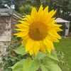 jacquelinehamilt6