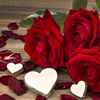 dmr_mehmet123