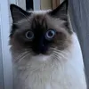 felix.berr