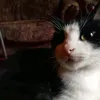 andrexcision