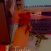 chaherazed871