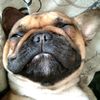 pugalisch