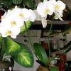 rossesserra