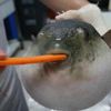 inflated_pufferfish