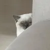 bluemyblu