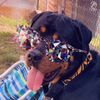 kolu_bear