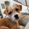 jackthebabydoodle37