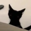 eddydeen1
