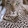 hamidrasheed5807