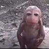 oyyrell