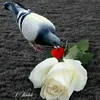 usermioqombmbq