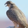 nawari5