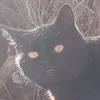 roflkot