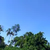vananega