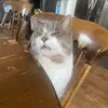 ᓃᑌᐃ