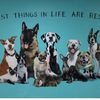 ANIMALS RESCUE OFFICIAL