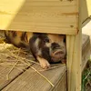 ciaoyallhomestead