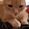 mutlulukgil
