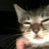 zskiyaaa