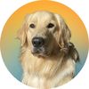 Max The Golden  💙