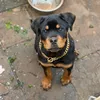k9rawmeat