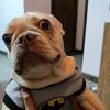 dantebulldog15
