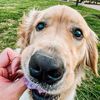 kabochathegolden