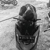 maskecimpring4