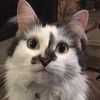 coco.cat98