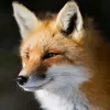 fuckxox_
