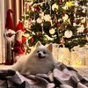 myrosyk555