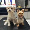 ChrisZoeyYorkies