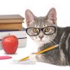 pompurr.ie