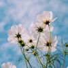 whoami8631