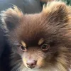 henrygreatthepom